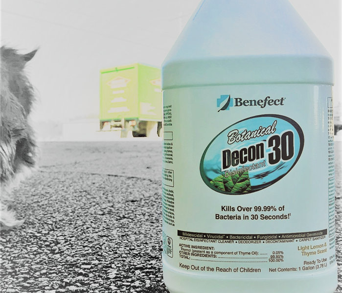 A white jug of Benefect next to a wire haired small dog