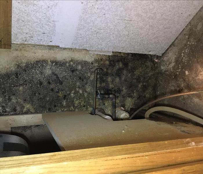 mold growing on drywall under a sink.