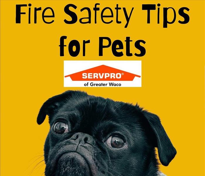An image of a pug breed dog with the text "Fire Safety Tips for Pets" over the SERVPRO of Greater Waco logo